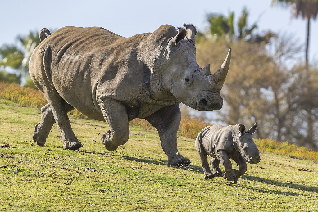 5 Best Zoos And Aquariums In Southern California Saf